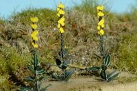 Mullein