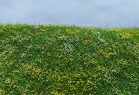 Blooming Meadow - Early Summer