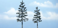 Pine - Image 1