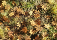 Chestnut leaves extra color