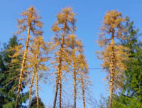 Modrzew Suchy - Image 1