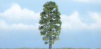Basswood