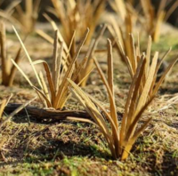 Grass tufts dry - Image 1