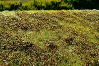 Low Bushes - Autumn Colour