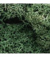 ZAROLA - Light Green Lichen