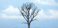 Dead Maple - Image 1